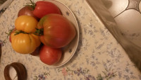 IMG-20180707-WA0026[1].jpeg