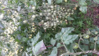 IMG-20180708-WA0038[1].jpeg