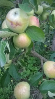 WP_20180712_013.jpg