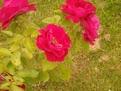 Photo-0128.jpg