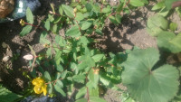 IMG-20180715-WA0025.jpeg