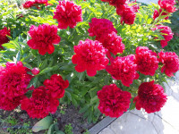 Red Charm . сжат.jpg