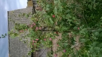 IMG-20180710-WA0004.jpg