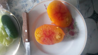 Оранжевый русский