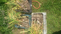 IMG-20180717-WA0005[1].jpeg