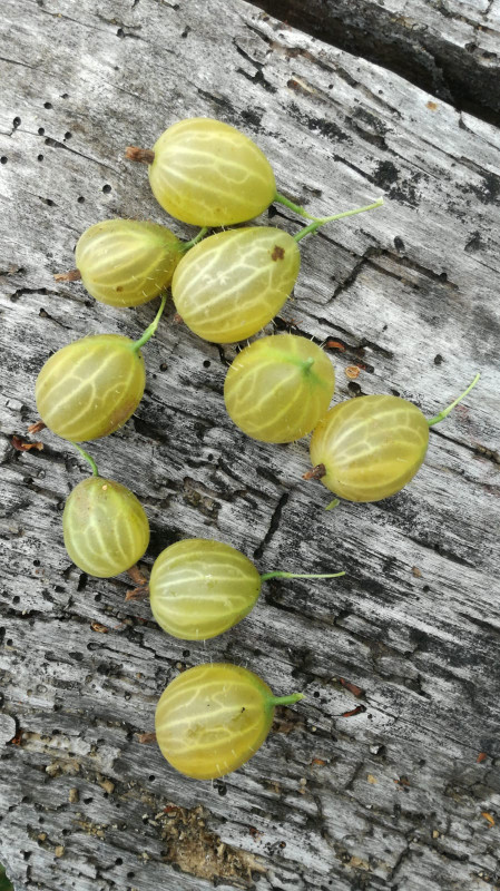 cousens seedlings (наверно пересорт)