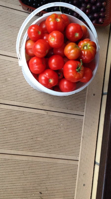 Июньский (супер сорт для ОГ ранний и урожайный вкусный семена от Анины).jpg