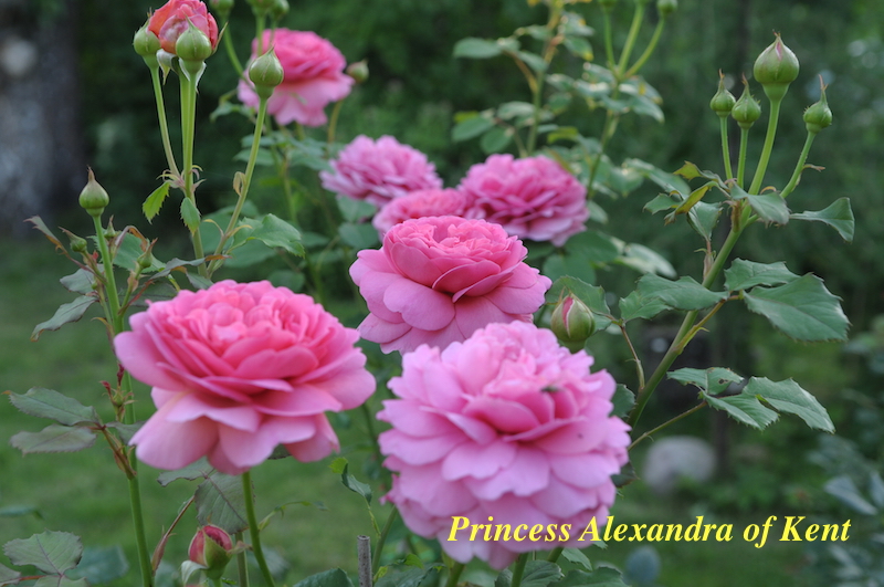 Princess Alexandra of Kent.JPG