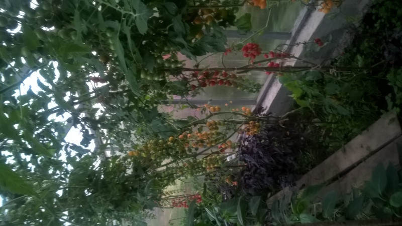 WP_20180729_20_30_01_Pro.jpg