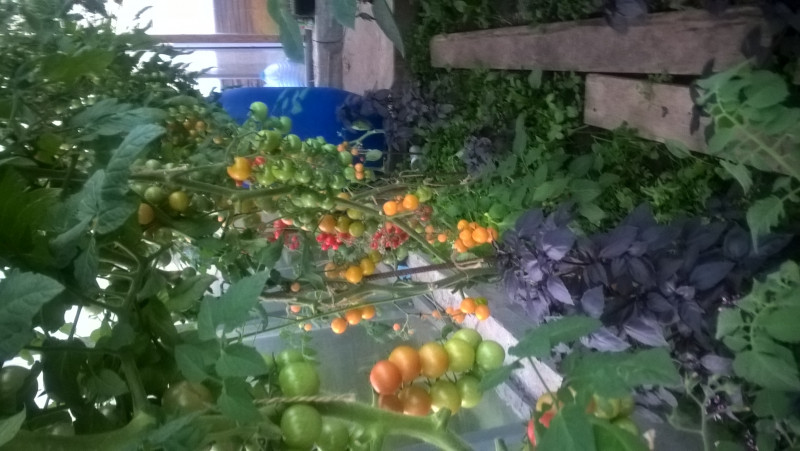 WP_20180729_20_31_15_Pro.jpg
