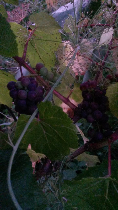 20180731_205632.jpg