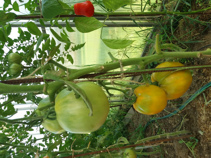20180804_073127.jpg