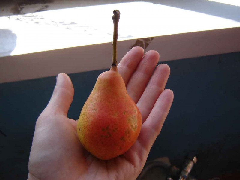 DSC04234.jpg
