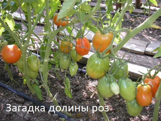P1010200.JPG