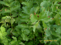 SDC11799.JPG