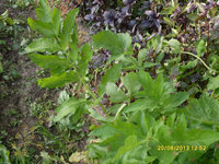 SDC11800.JPG