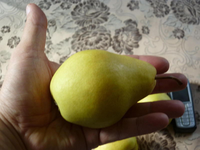 P1000641.jpg