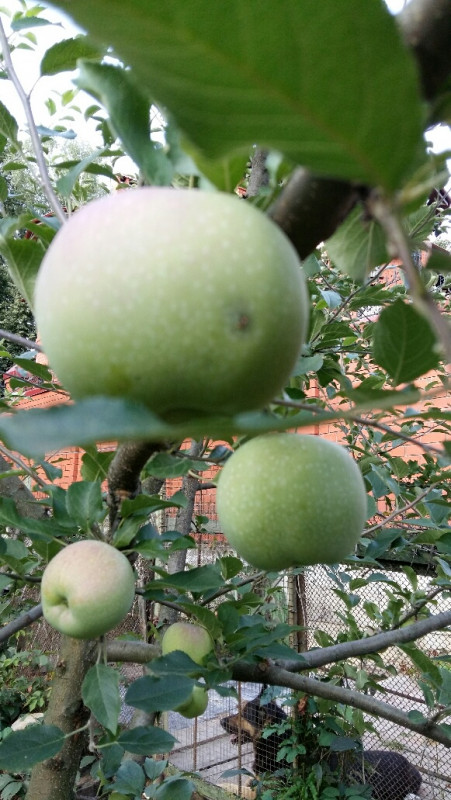 Флорина