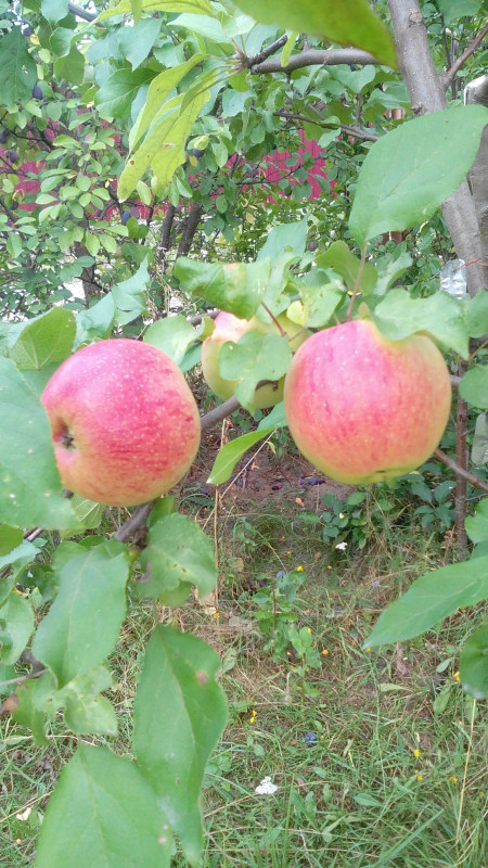 IMG_20180820_153050.jpg