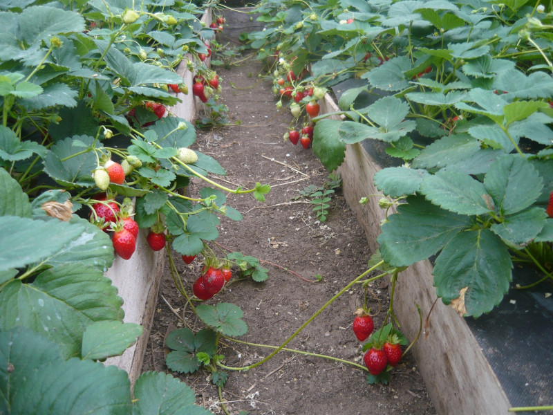 P1020491.JPG