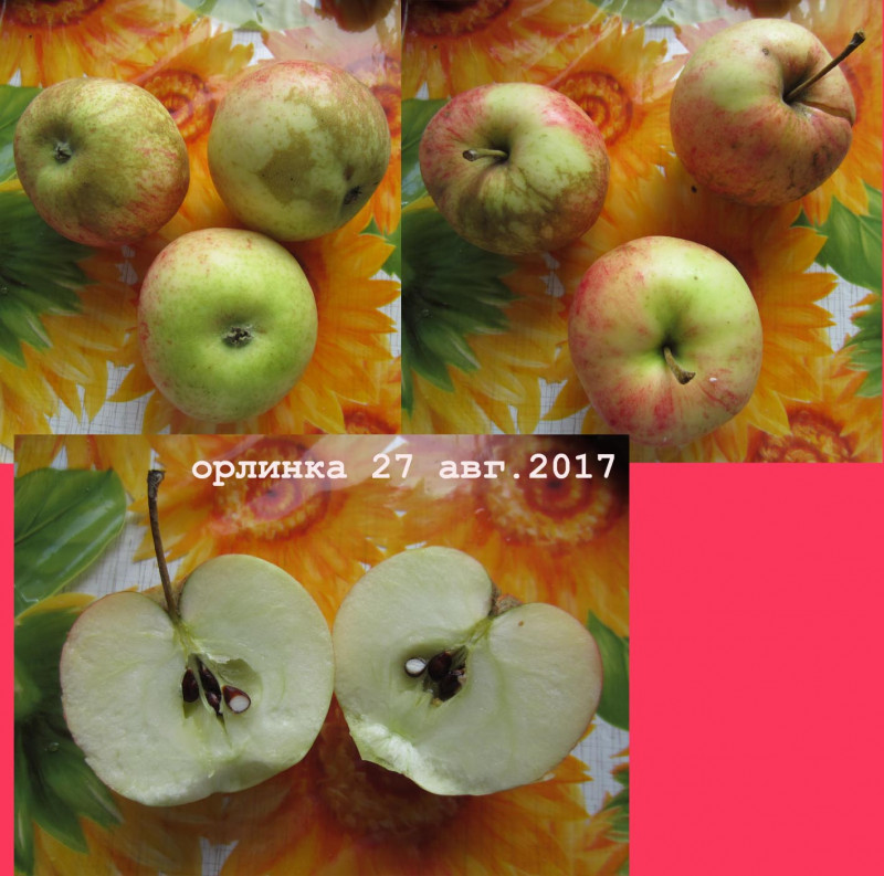 орлинка7.jpg