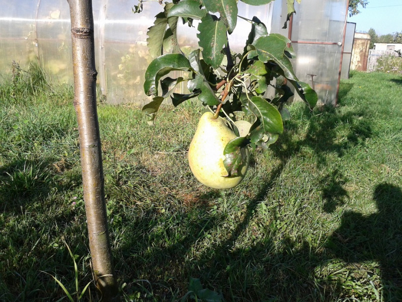 Просто Мария18.jpg