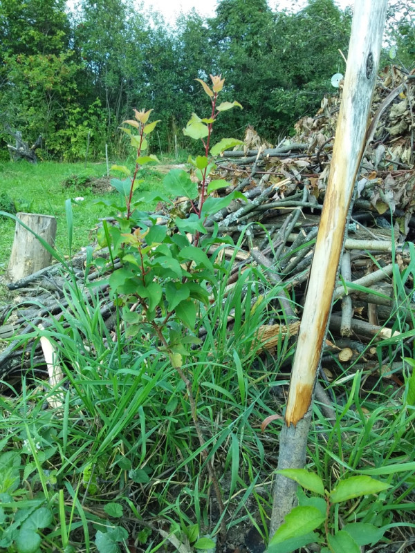 20180820_153935.jpg