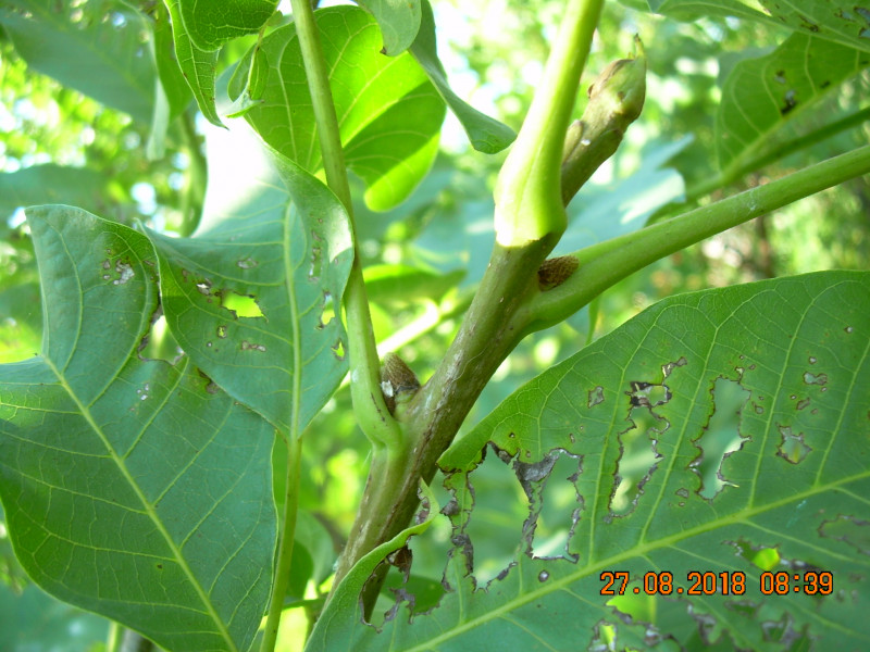 DSCN1423.JPG