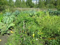 Перцы IMG_0454.JPG