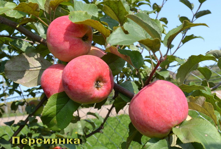 2018_Периянка.jpg