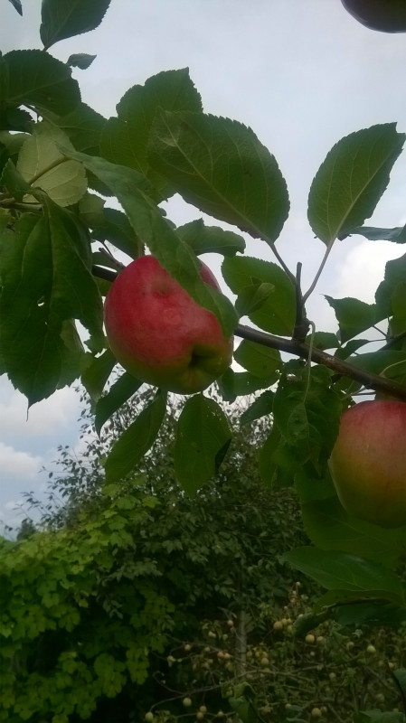 WP_20180818_015.jpg
