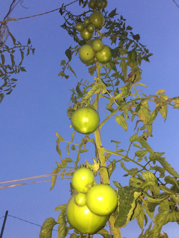 C67169F5-15AE-45AE-ADD4-7614D39AFE25.jpeg