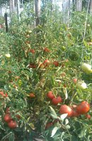 IMG_20130830_102025-1.jpg