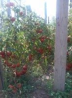 IMG_20130830_101647-1.jpg