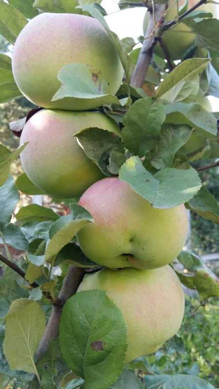 Брянское