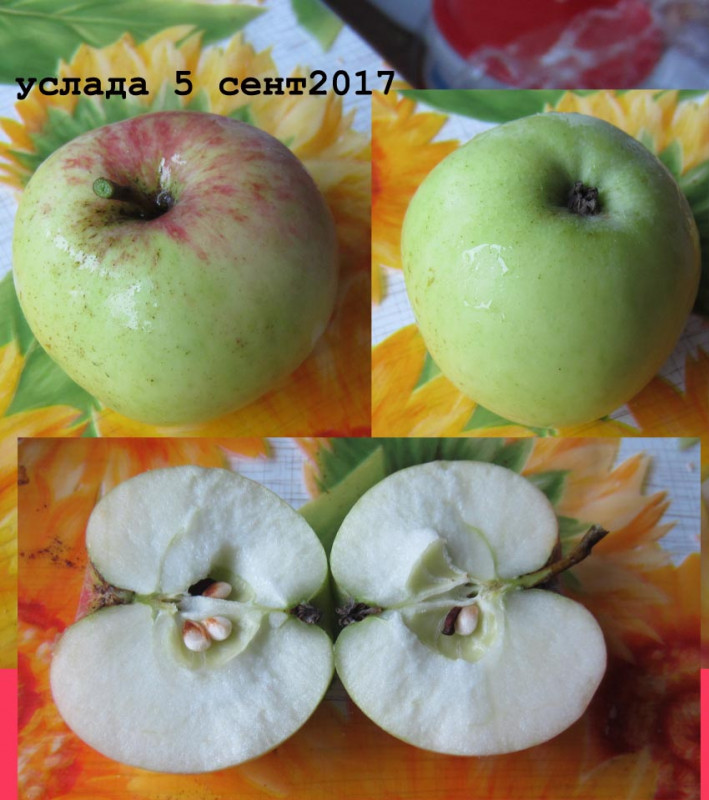 услада.jpg
