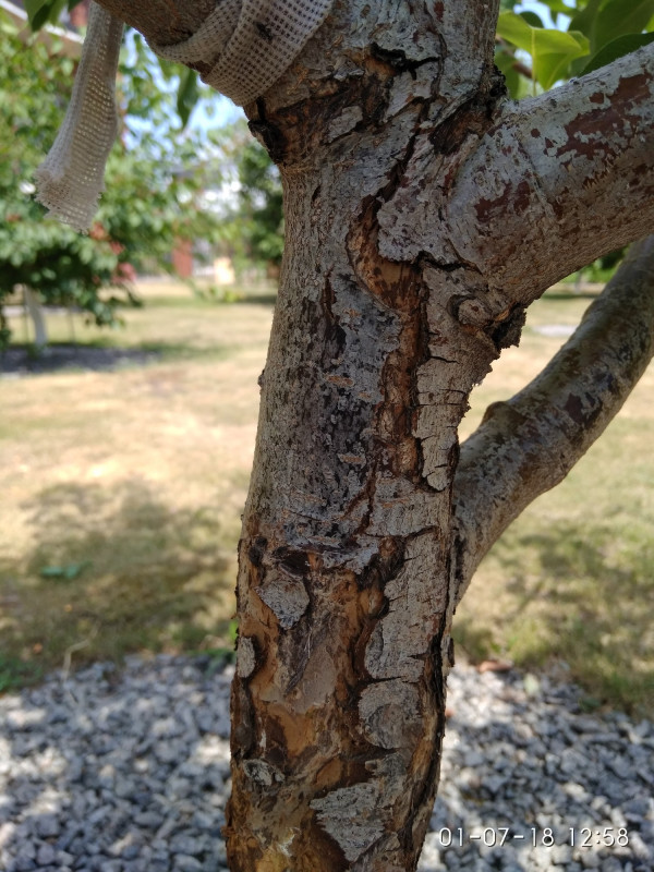 IMG_20180701_125852[1].jpg