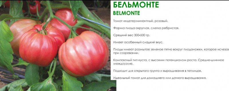 Бельмонте