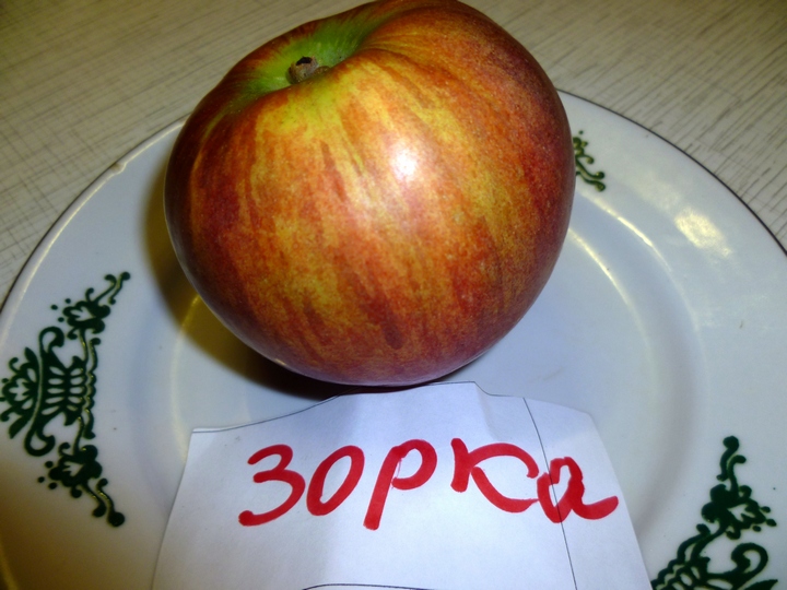 Зорка 1.jpg