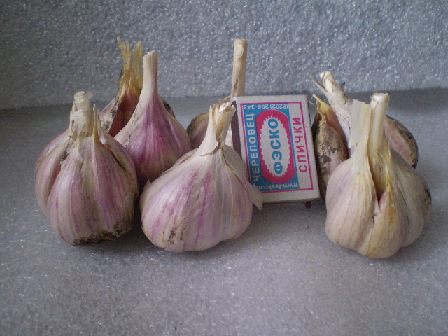 P1010057.JPG