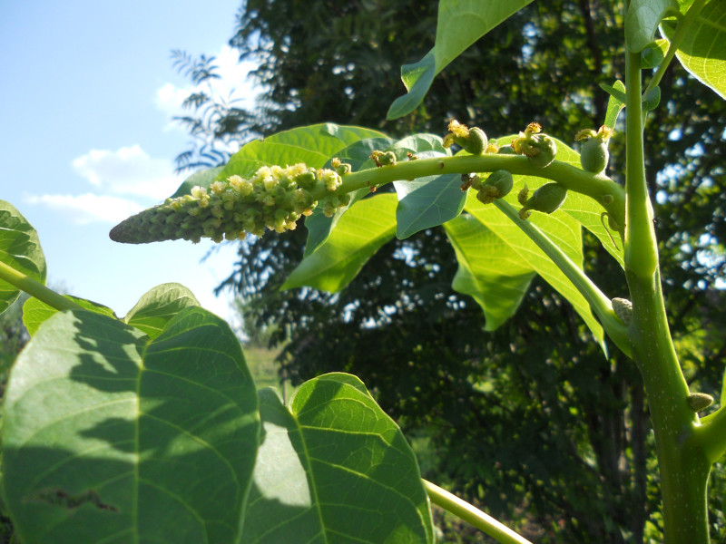 DSCN5319.JPG
