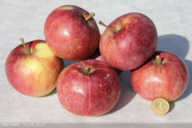 Меканис.jpg