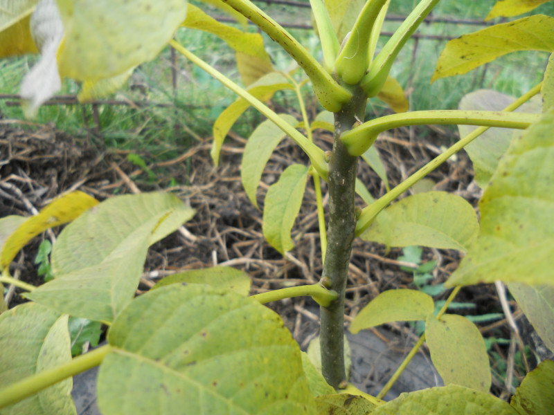 DSCN5436.JPG