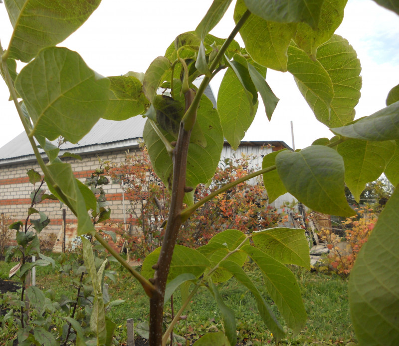 DSCN5440.JPG