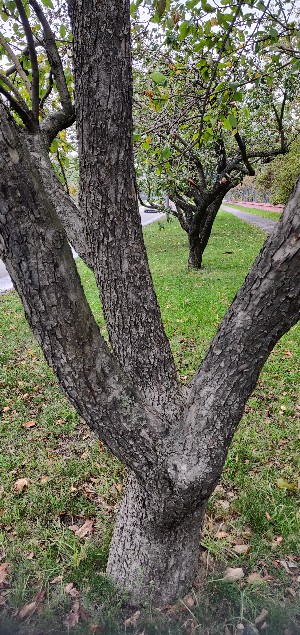 IMG_20181003_110732-300x635.jpg