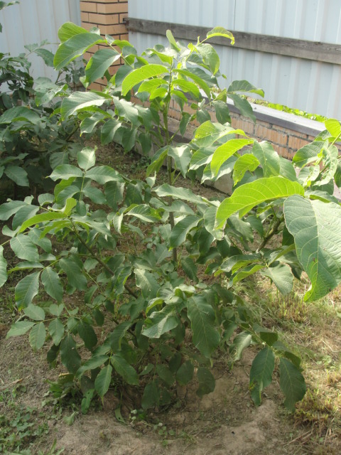 DSC05870.JPG