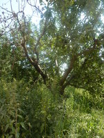P1020944.JPG