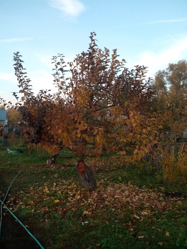IMG_20181019_165917.jpg