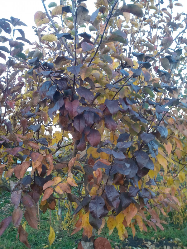 IMG_20181019_170056.jpg