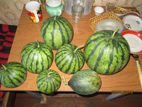 Арбузы  IMG_0492.JPG